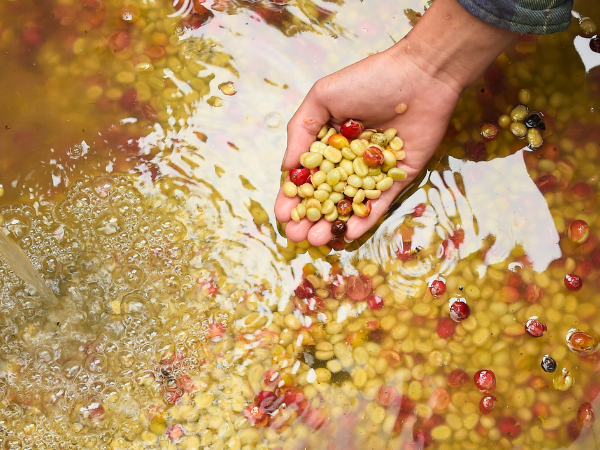 Washing the beans to remove surface contaminants photo