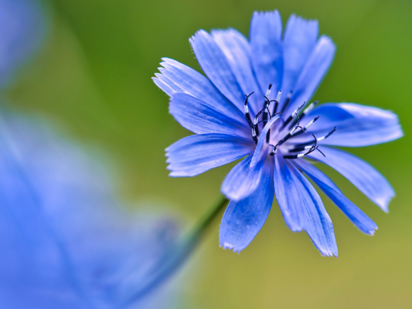 Chicory photo